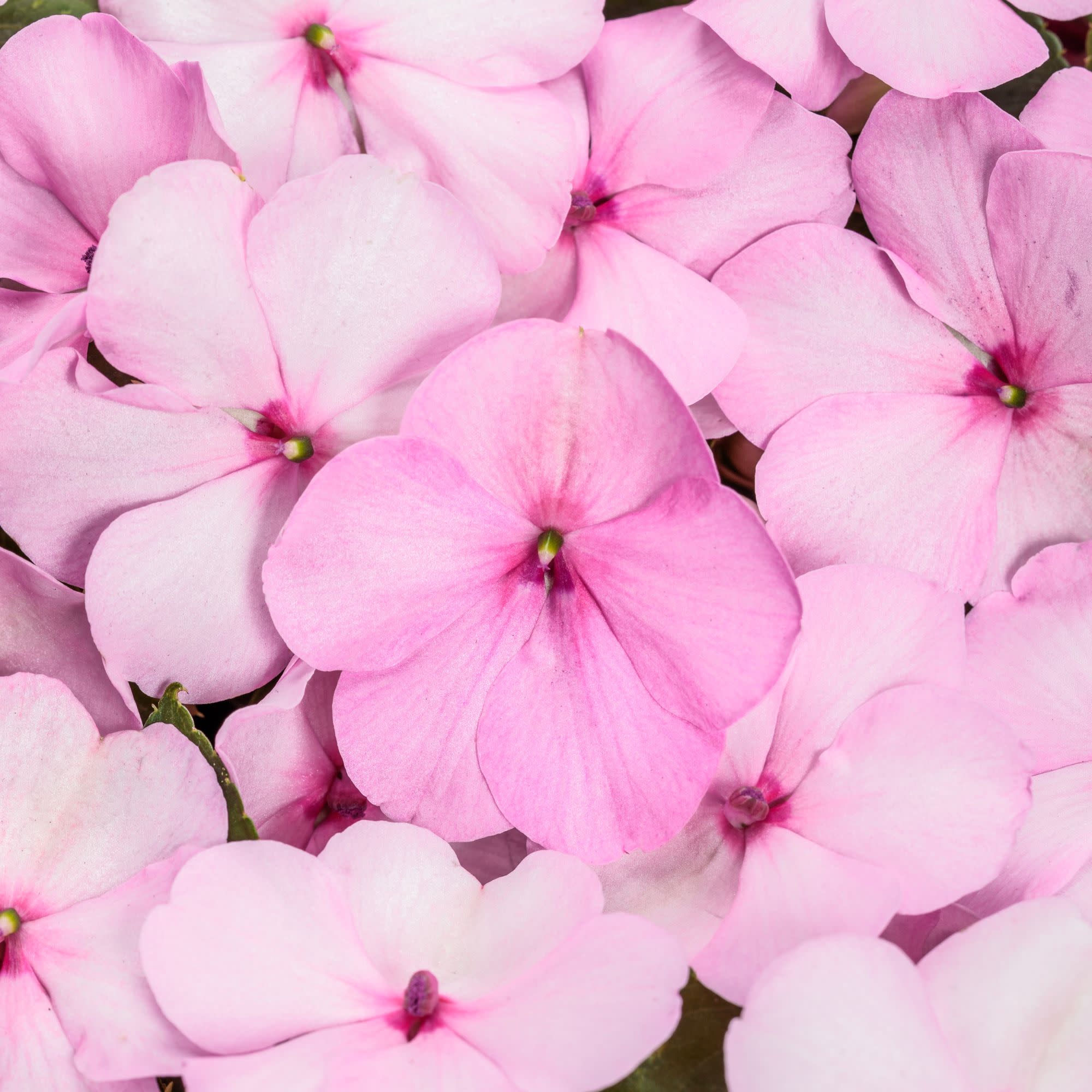 ハッピーヘルナンデス　ピンクラメ Bedding Impatiens | Soprano® Pastel Pink | Proven Winners® Annuals