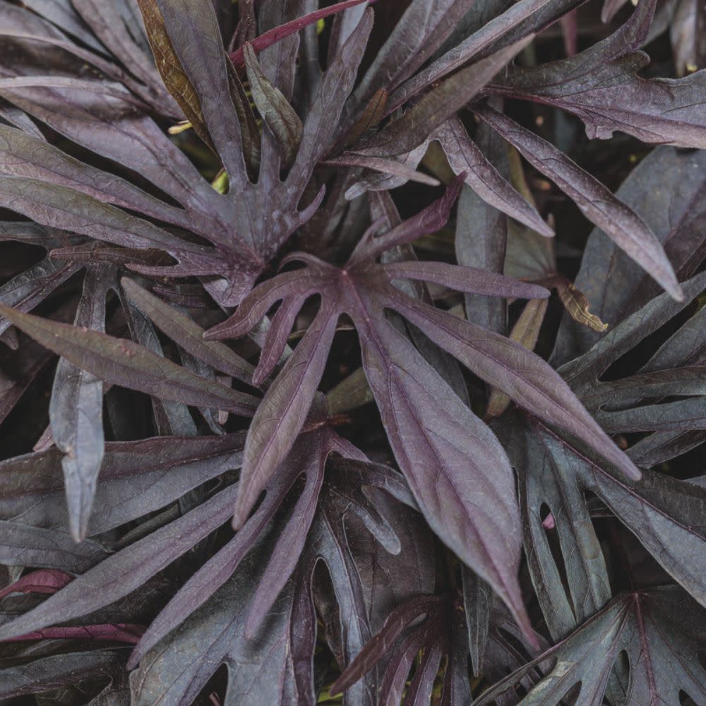 Ornamental Sweet Potato Vine | Sweet Caroline Medusa™ Black