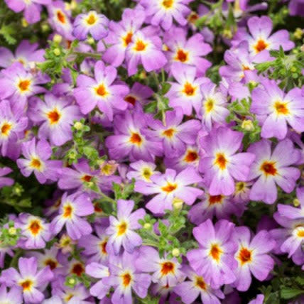 South African Phlox | Safari® Sky | Proven Winners® Annuals