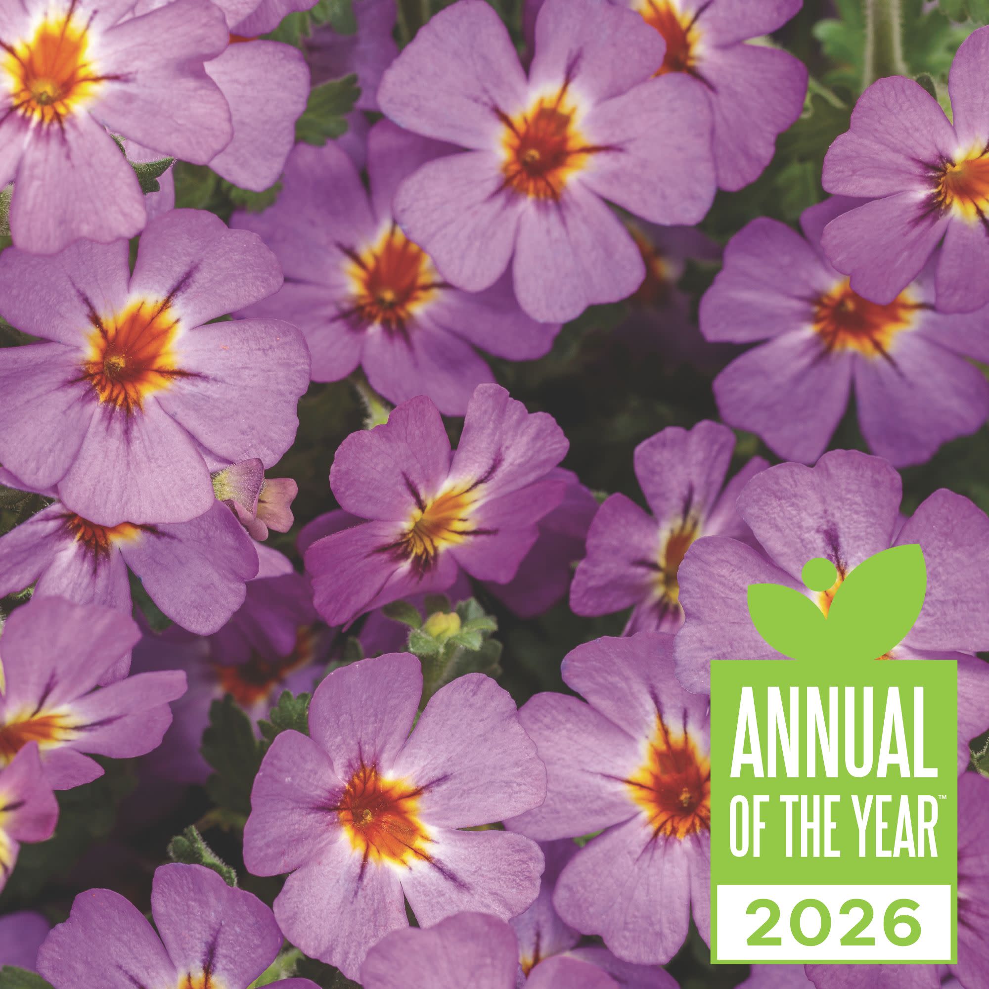 South African Phlox | Safari® Dusk™ | Proven Winners® Annuals