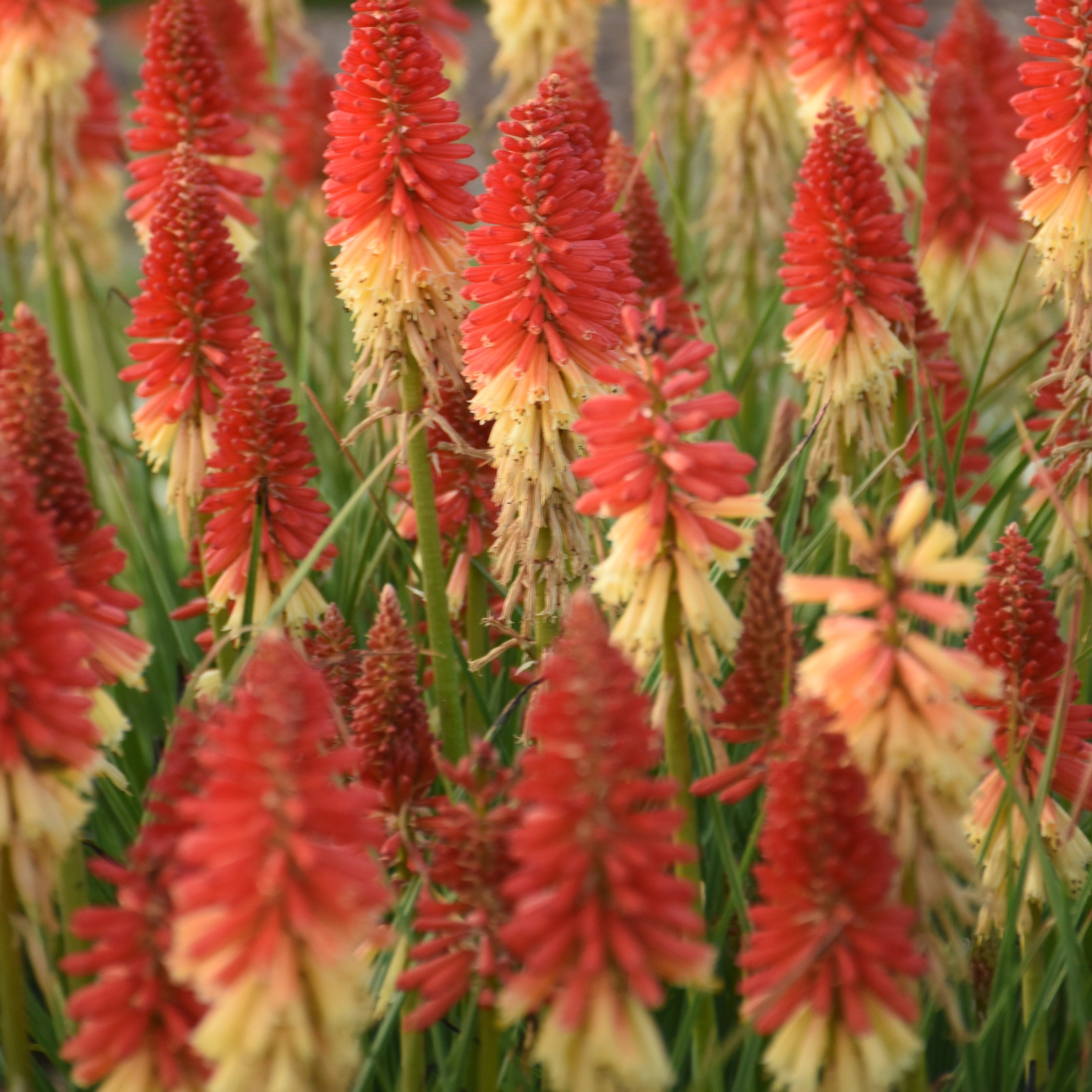 [激レア]　フラワーホーン　レッドマンキー 　３０ｃｍ± Pyromania® 'Hot and Cold' Red Hot Poker | Proven Winners – Great
