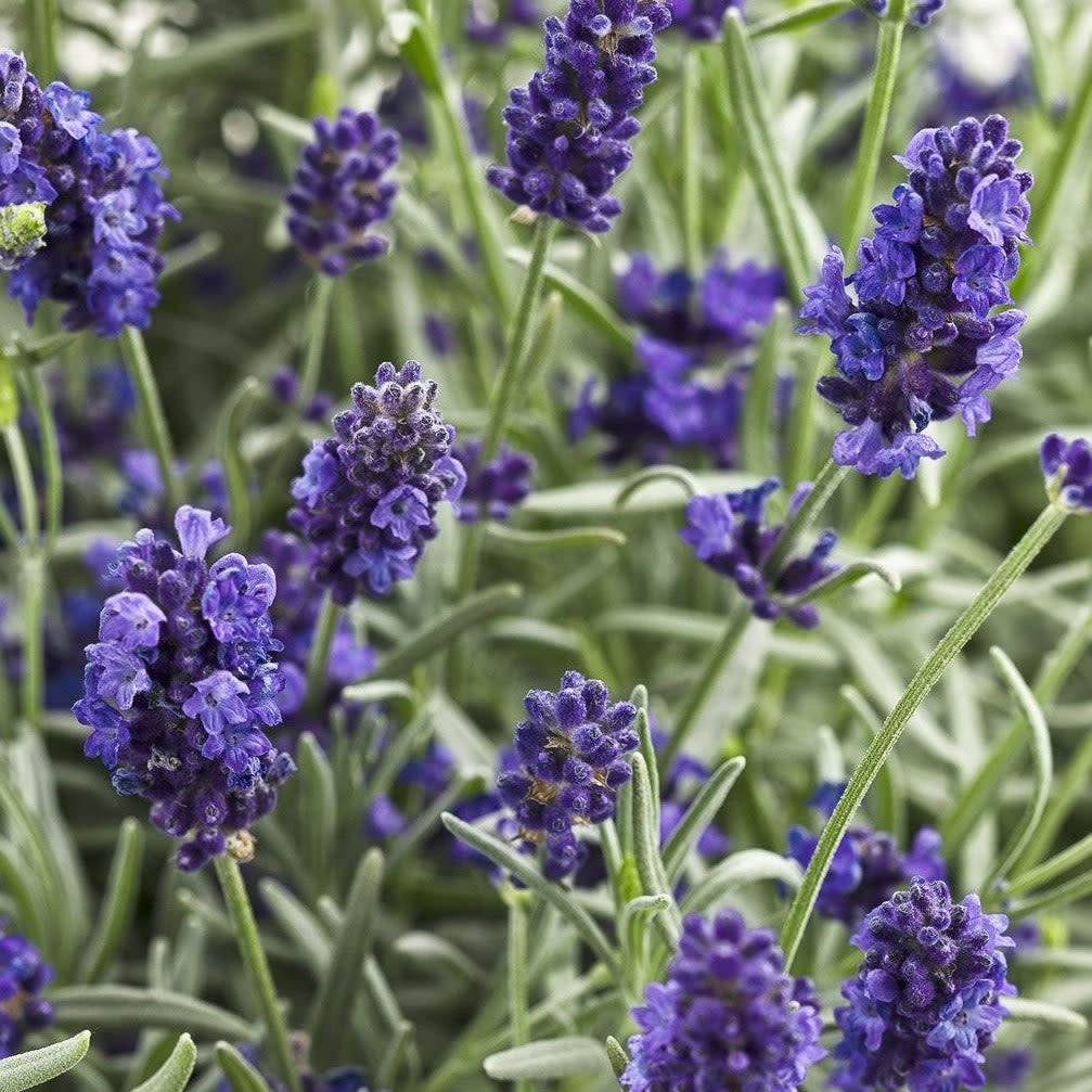 sweet romance lavender plants for sale Proven Winners 1 Gal. Sweet Romance Lavender (Lavandula) Live Plant, Blue-Purple Flowers