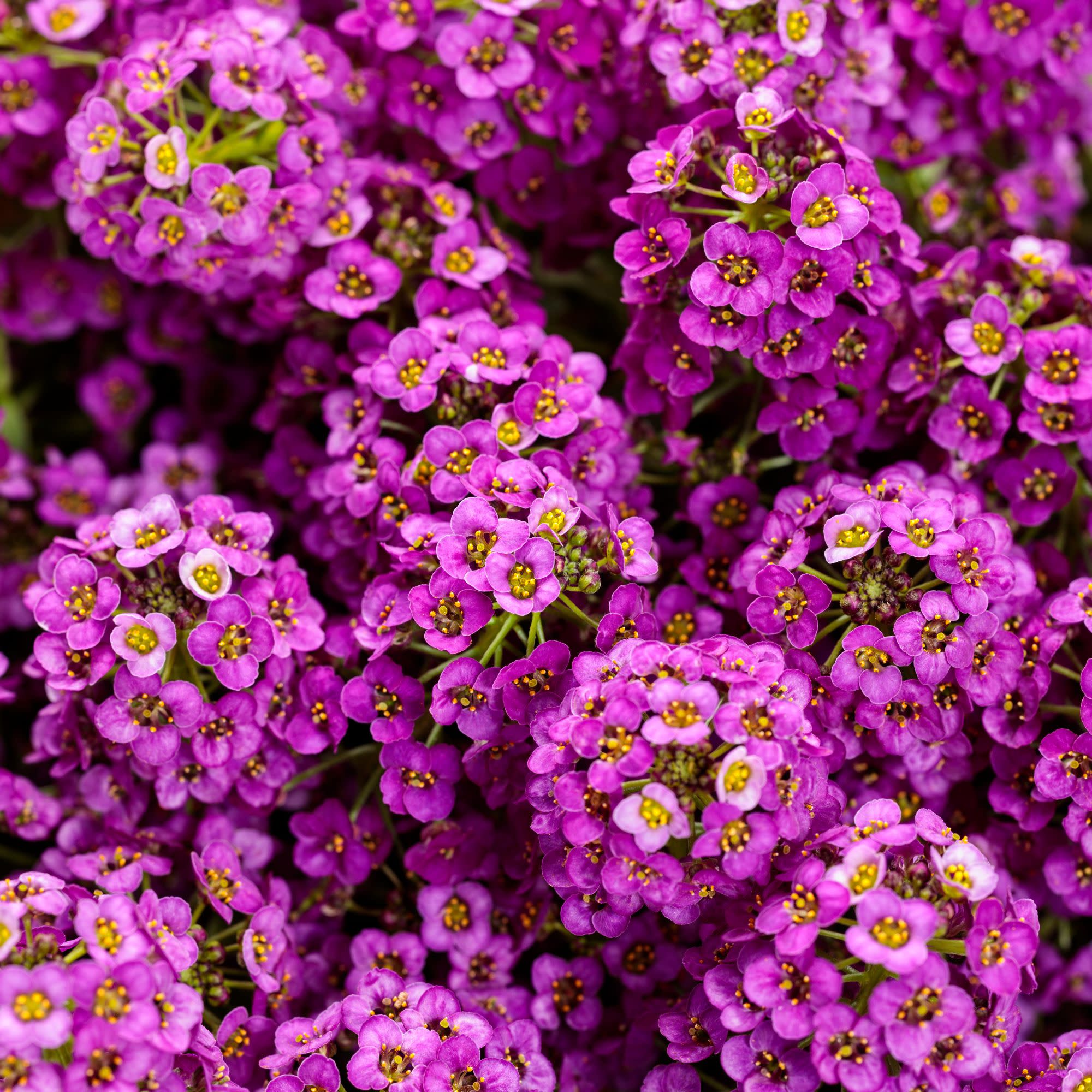 Sweet Alyssum | Violet Knight® | Proven Winners® Annuals – Proven