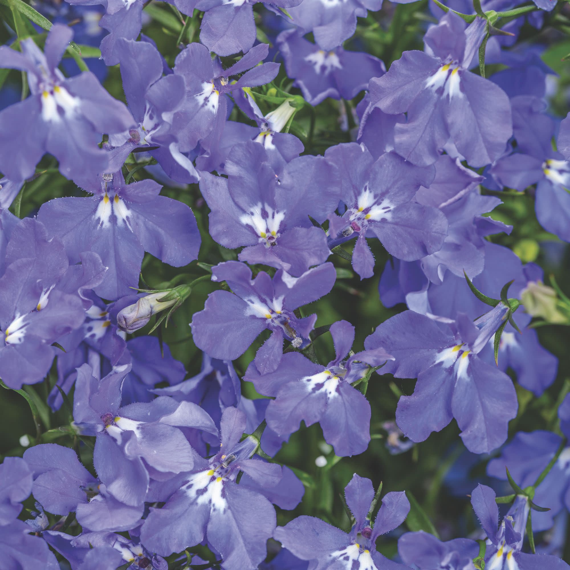Lobelia | Laguna® Dark Blue | Proven Winners® Annuals – Proven
