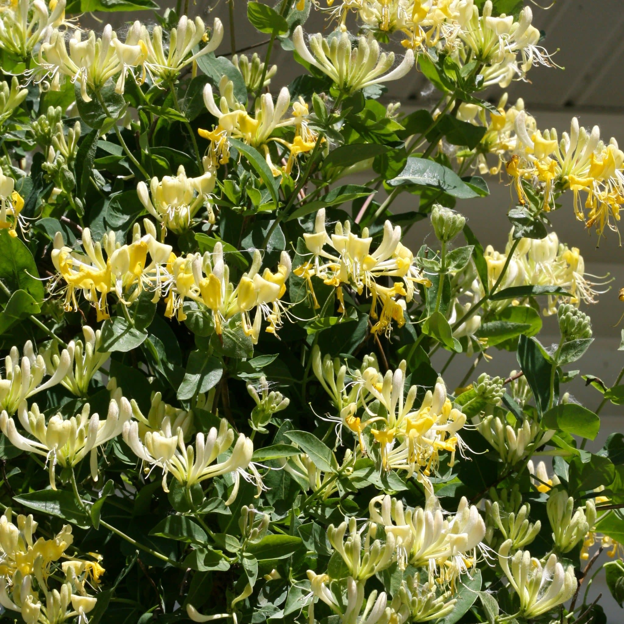 lonicera honeysuckle plant Proven Winners Scentsation Honeysuckle Lonicera Live Shrub, Size: 1 gal, Yellow