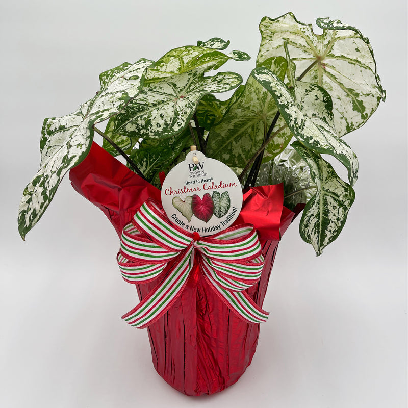 Heart to Heart® Christmas Caladium™ &