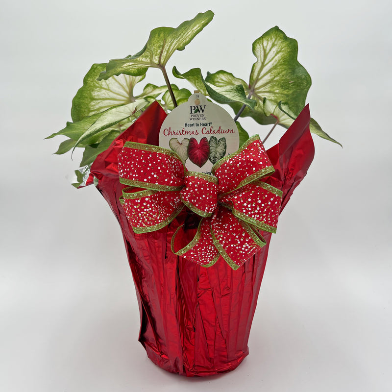 Heart to Heart® Christmas Caladium™ &