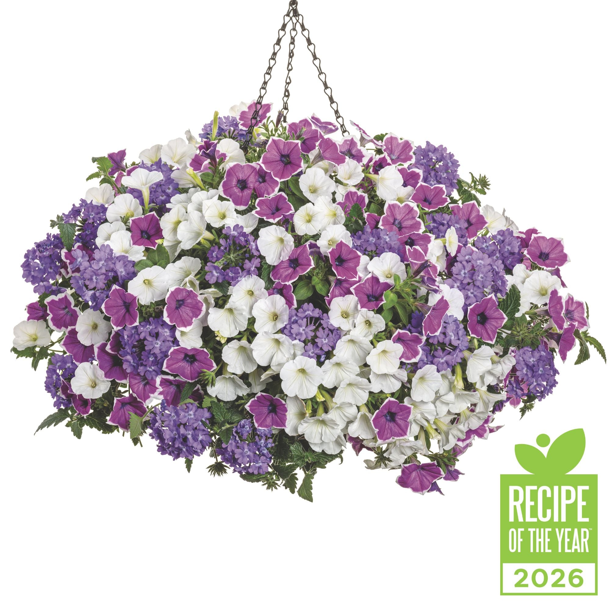Moonlit Lavender – Proven Winners Direct™