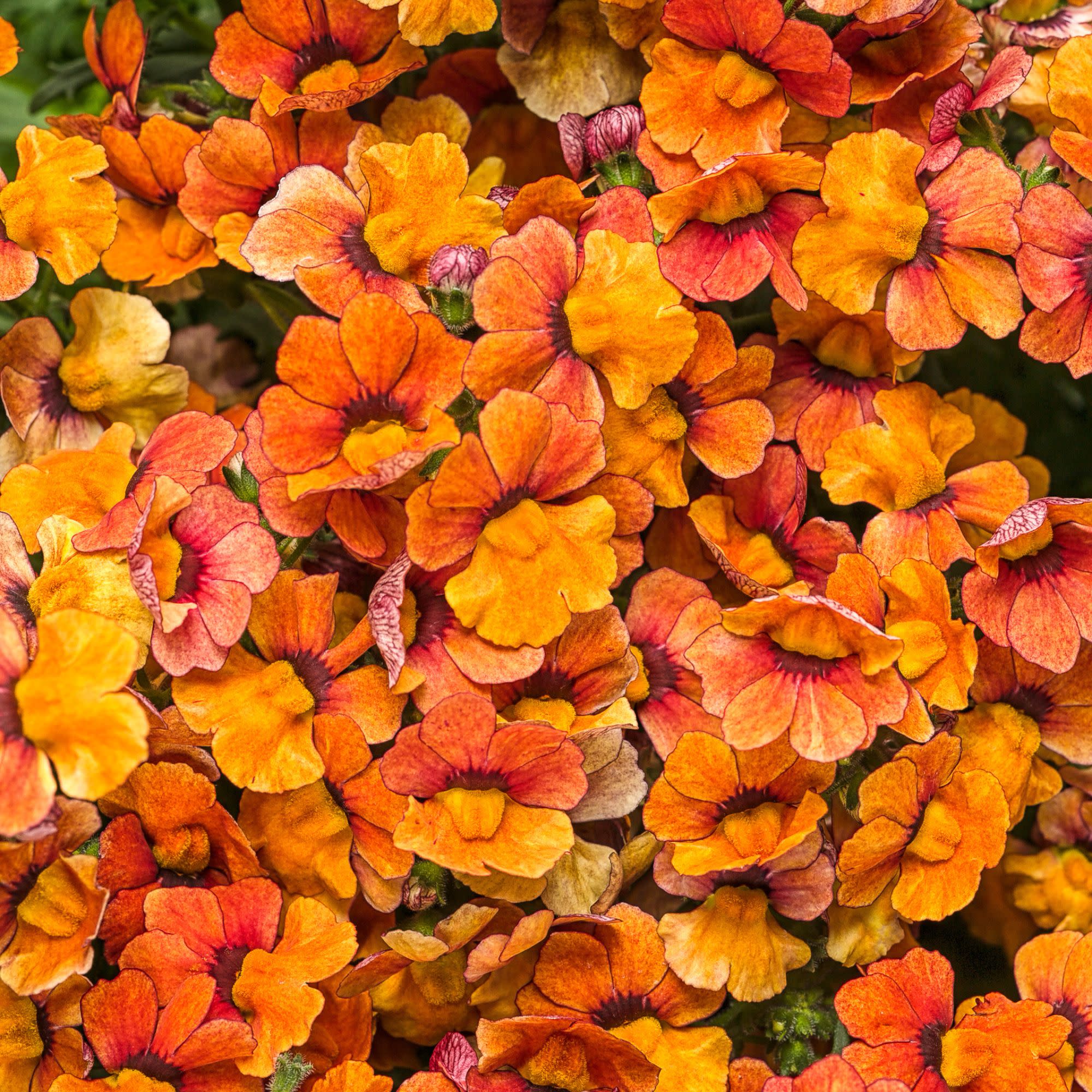Nemesia | Sunsatia® Blood Orange™ | Proven Winners® Annuals