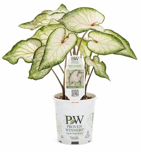 Heart to Heart® Christmas Caladium™ &