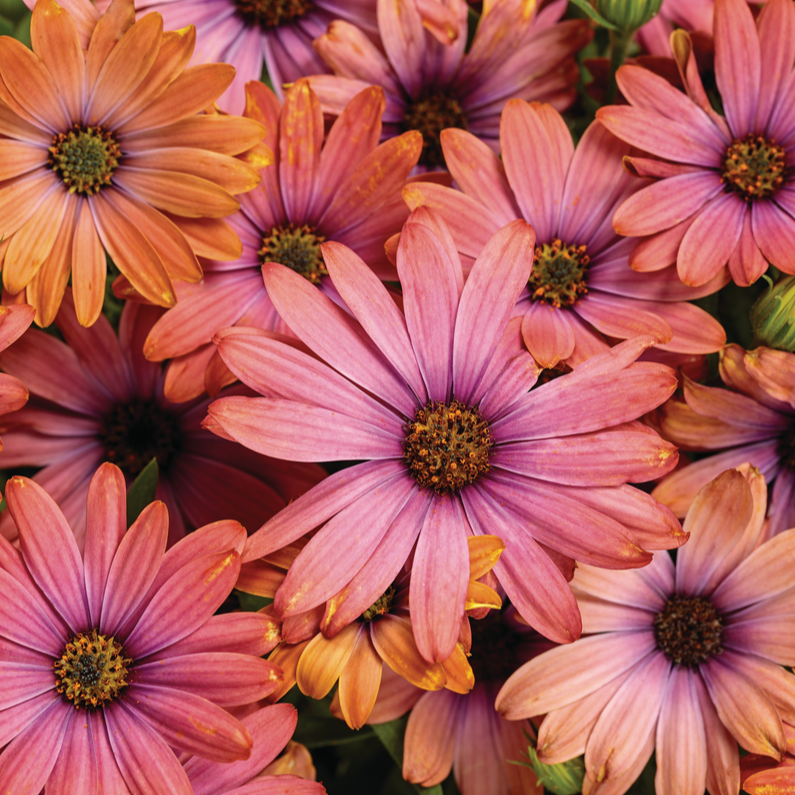 Bright Lights Horizon Sunset African Daisy Osteospermum hybrid