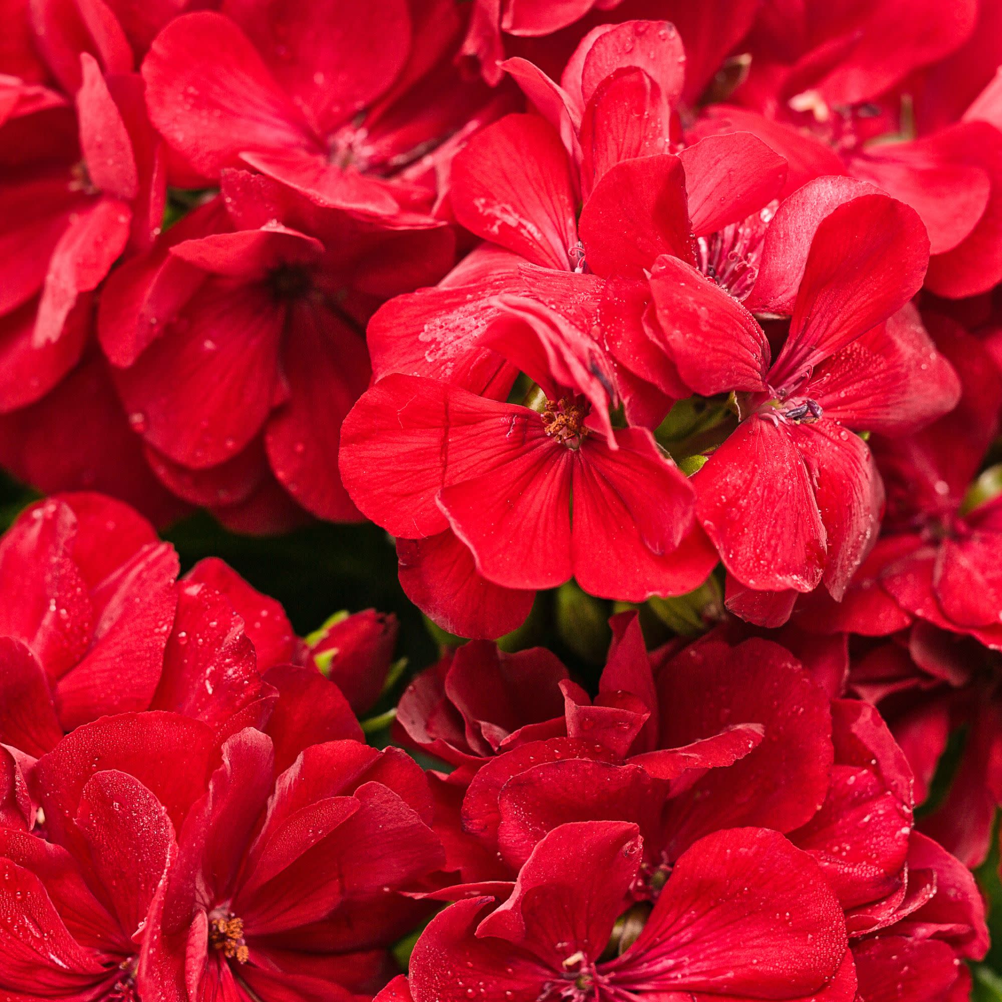 dark red geranium seeds Geranium | Boldly Dark Red