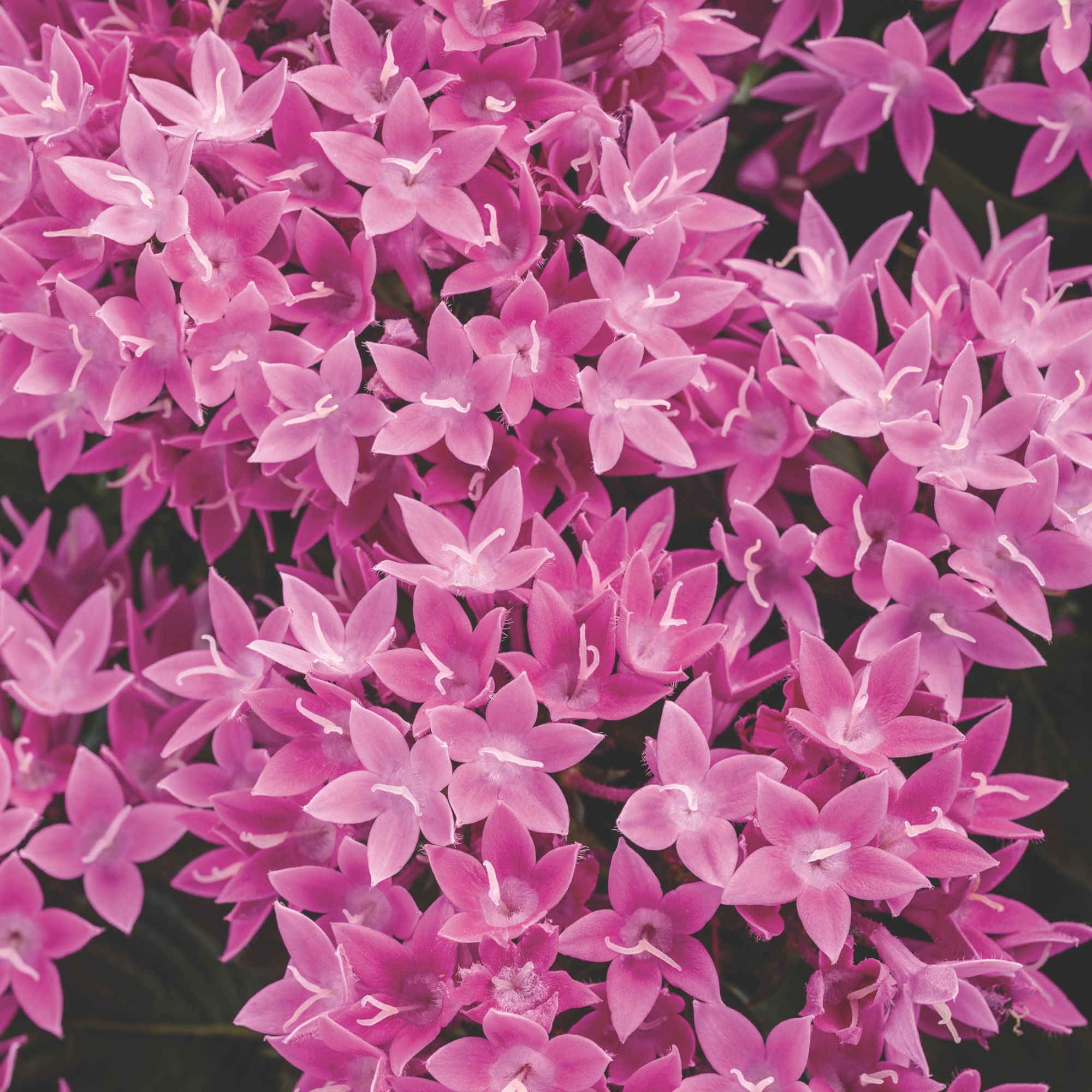 Egyptian Star Flower | Sunstar® Lavender