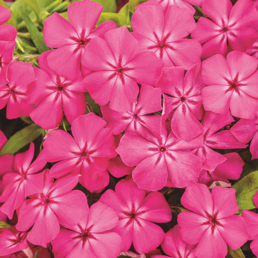 Phlox | Southern Blaze™ Bright Pink | Proven Winners® Annuals