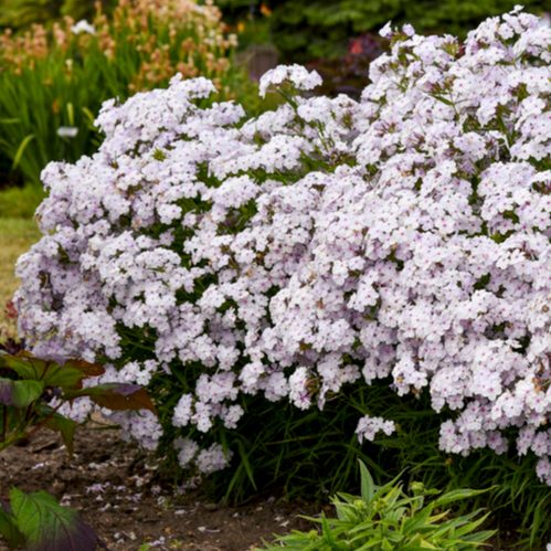 Phlox | 'Opening Act Pink-a-Dot' | Proven Winners® Perennials