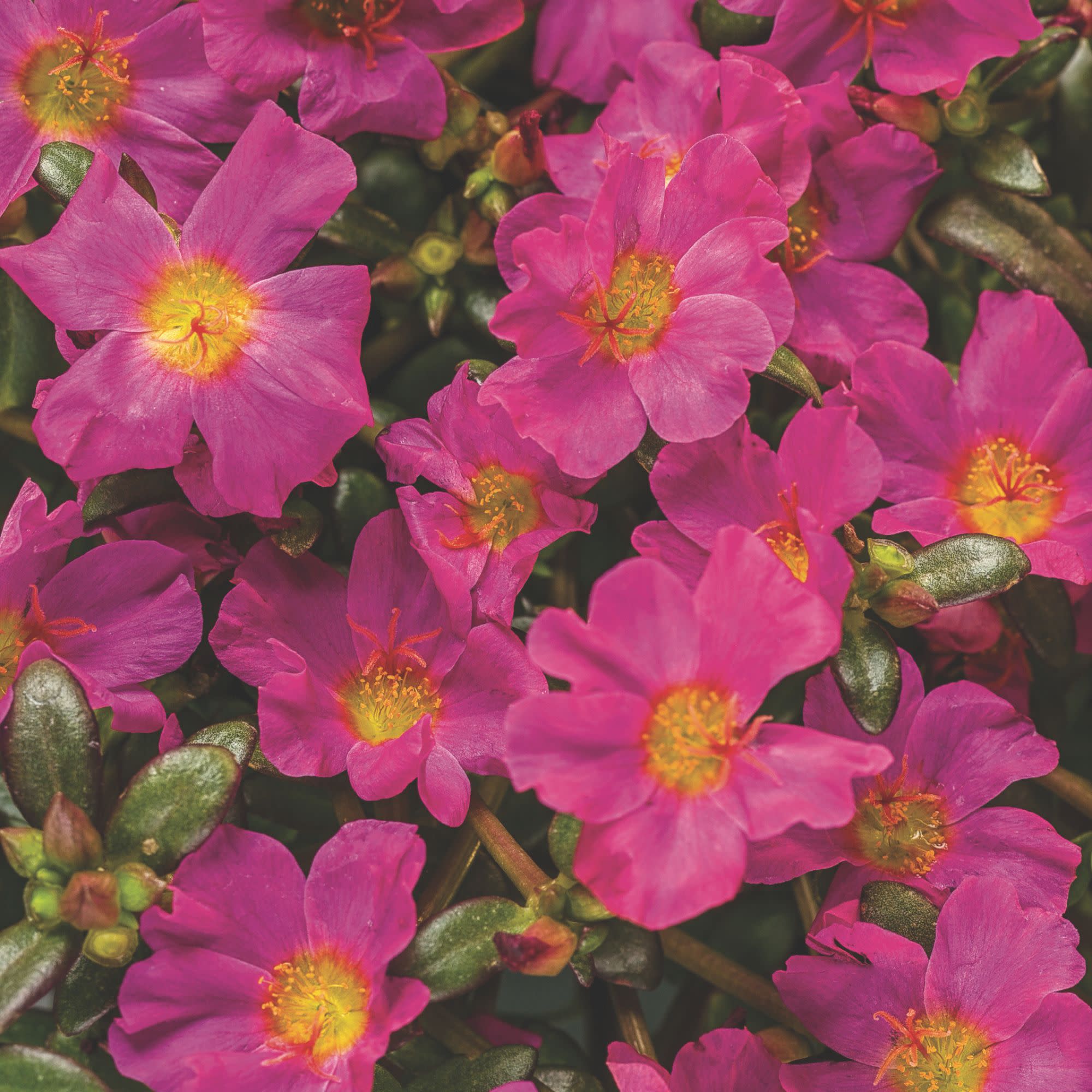 Purslane | Mojave® Fuchsia | Proven Winners® Annuals – Proven