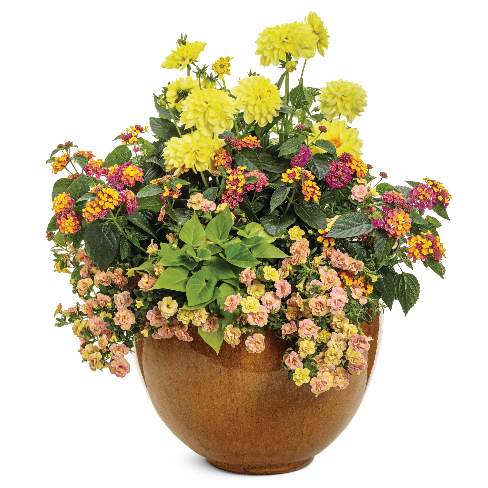 the plant shoppe palmer Palmer – Proven Winners Direct™
