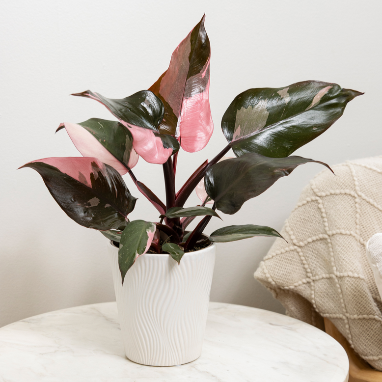 Prismacolor™ Pink Princess Philodendron Buy Proven Winners Online