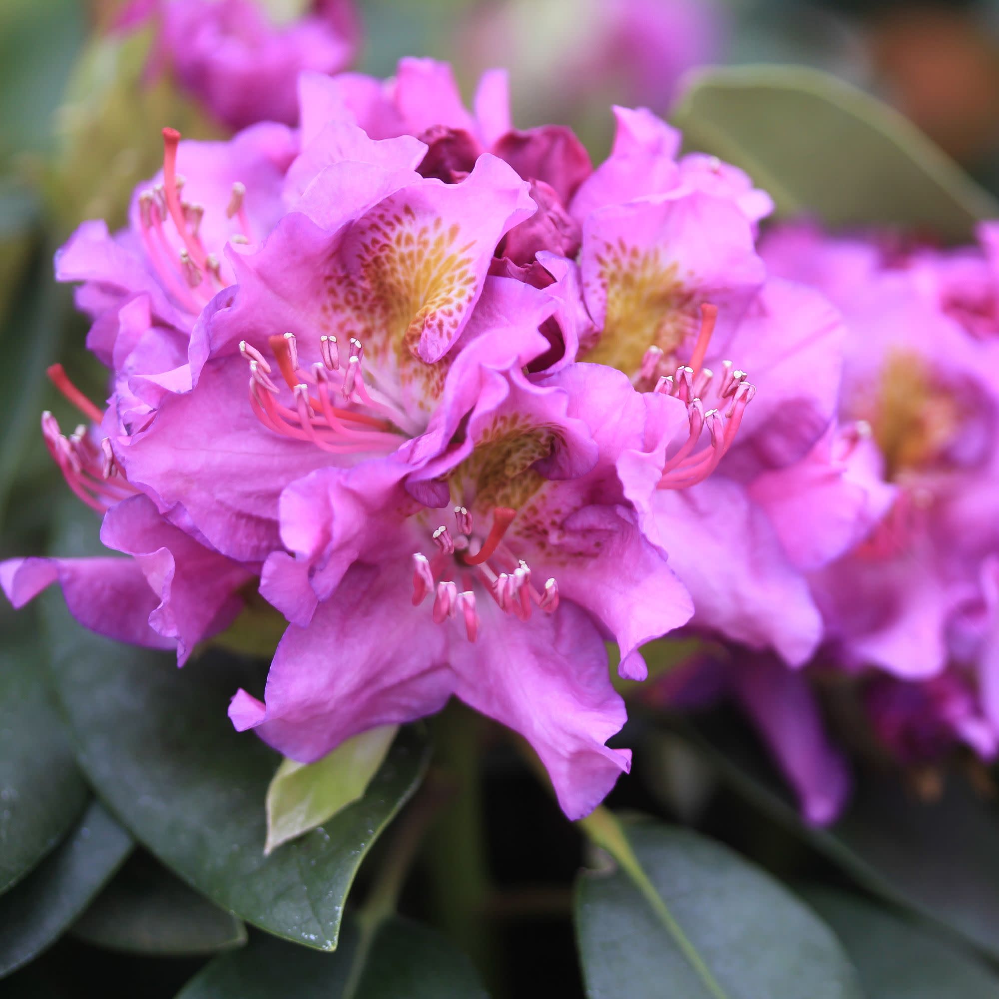 Rhododendron | Dandy Man® Purple | Proven Winners® Shrubs – Proven