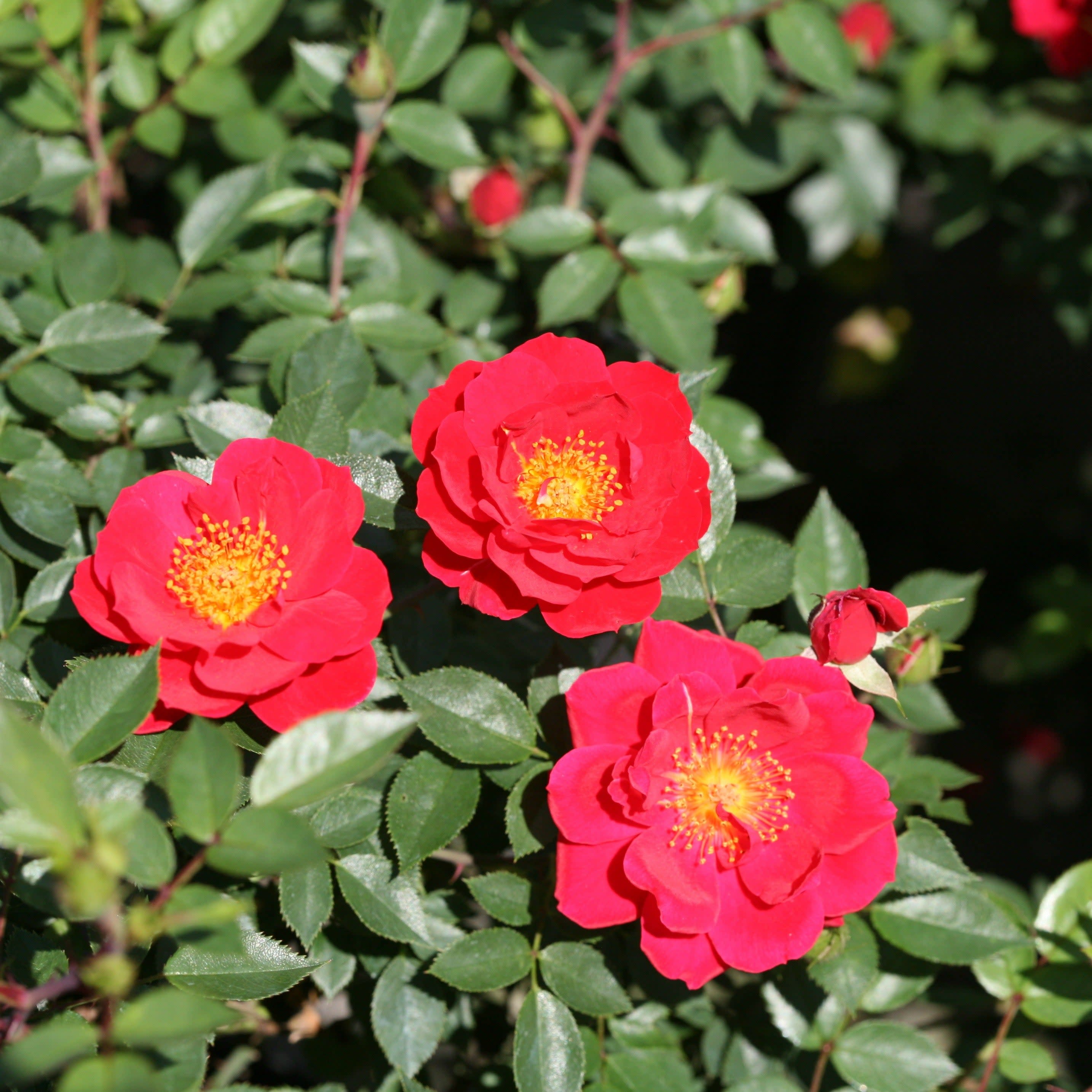 Rose | Oso Easy® Urban Legend® | Proven Winners® Shrubs – Proven