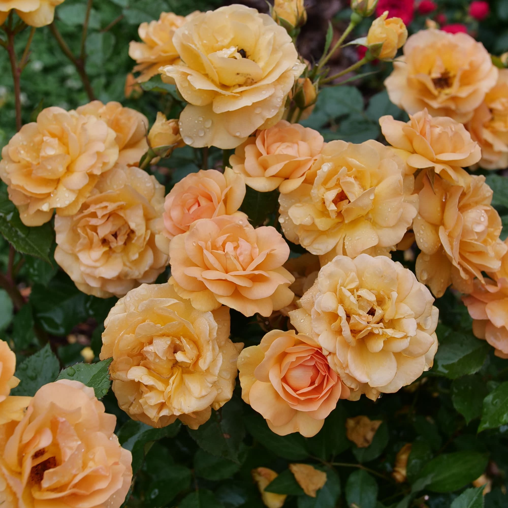 ROSPRC224-CloseUp-1.jpg?v=