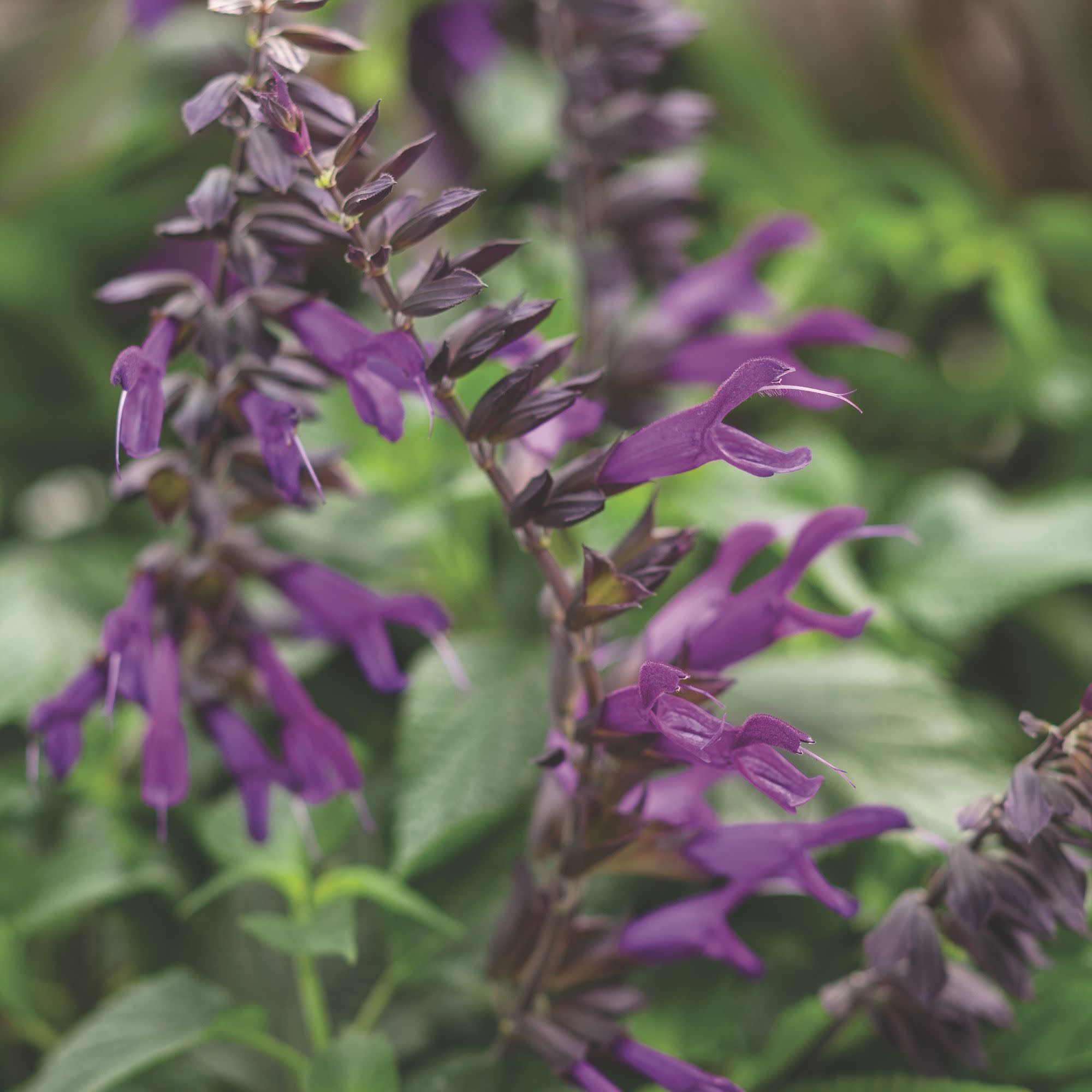 Salvia | Royale Rockin'® Deep Purple | Proven Winners® Annuals
