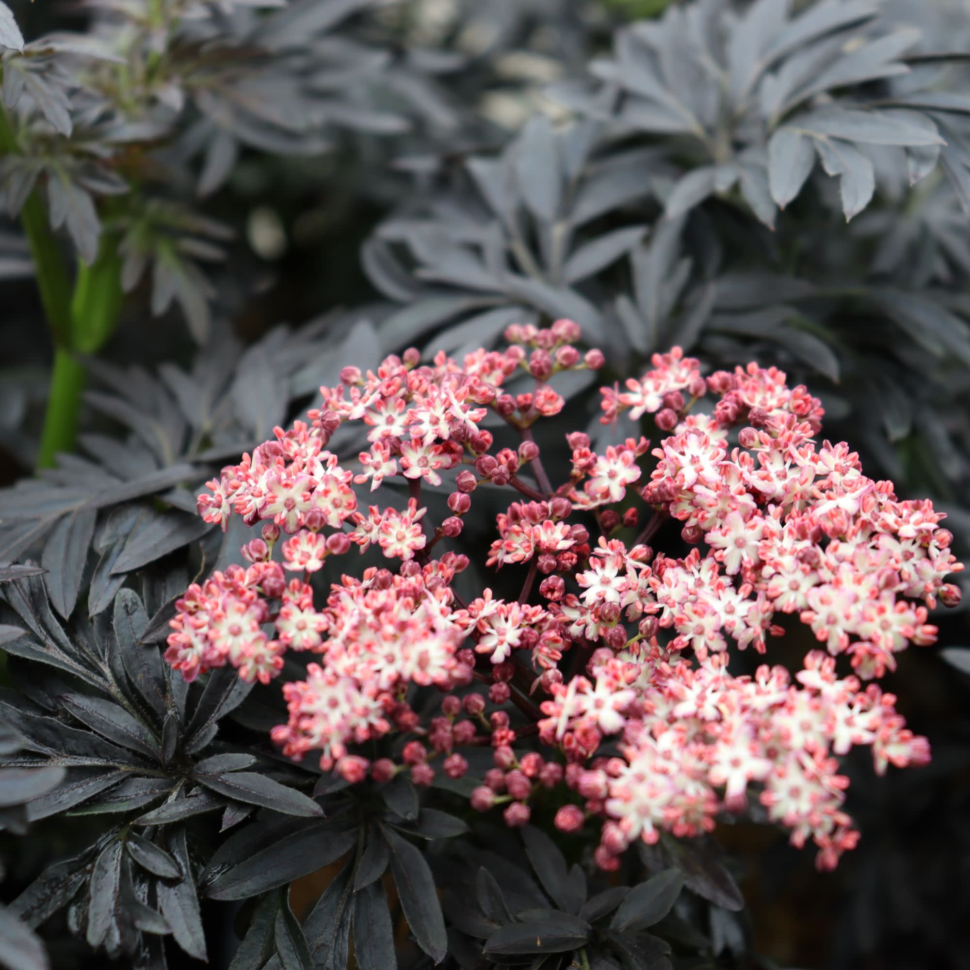 Elderberry | Laced Up® | Proven Winners® Shrubs – Proven Winners