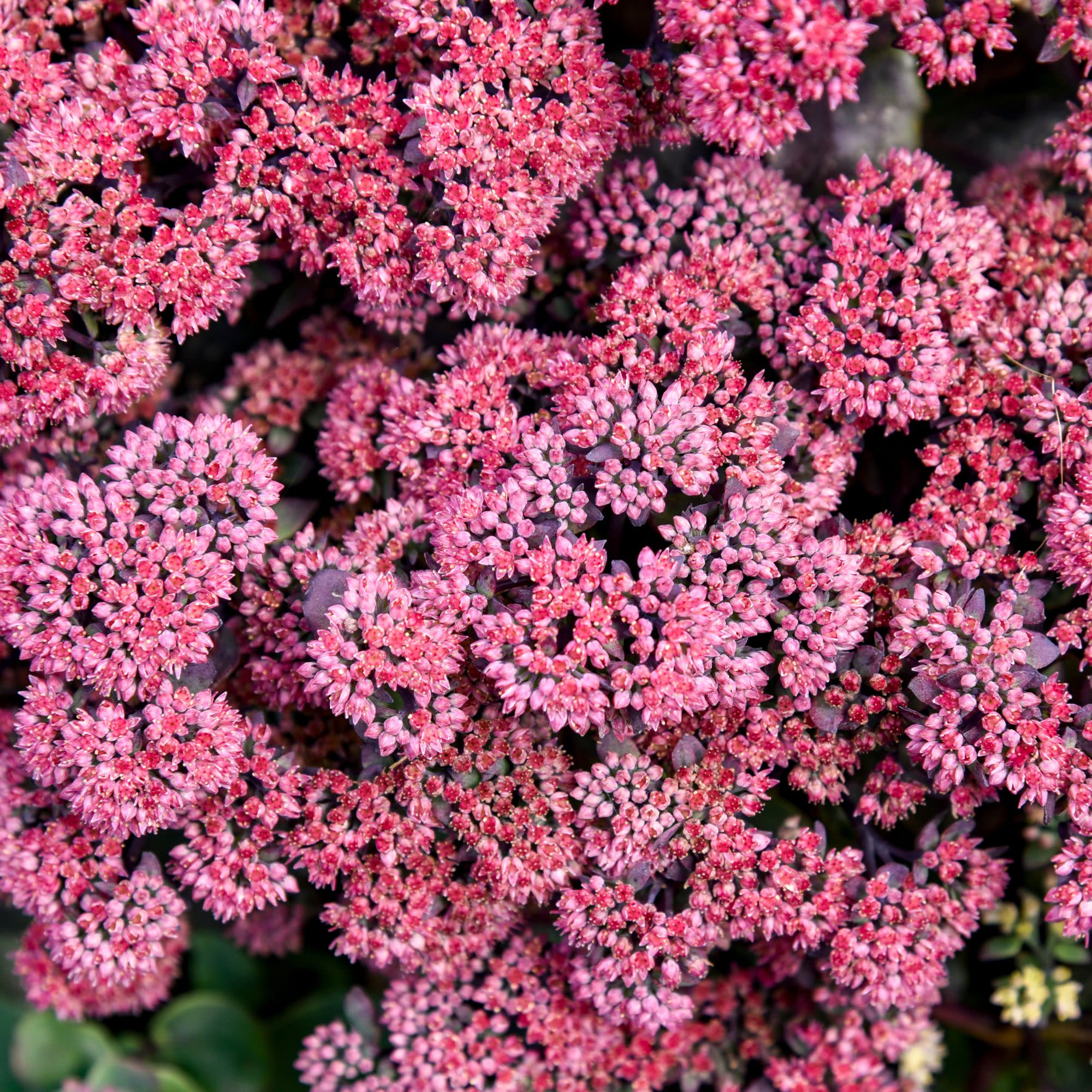 Stonecrop | Rock 'N Grow® 'Midnight Velvet' | Proven Winners