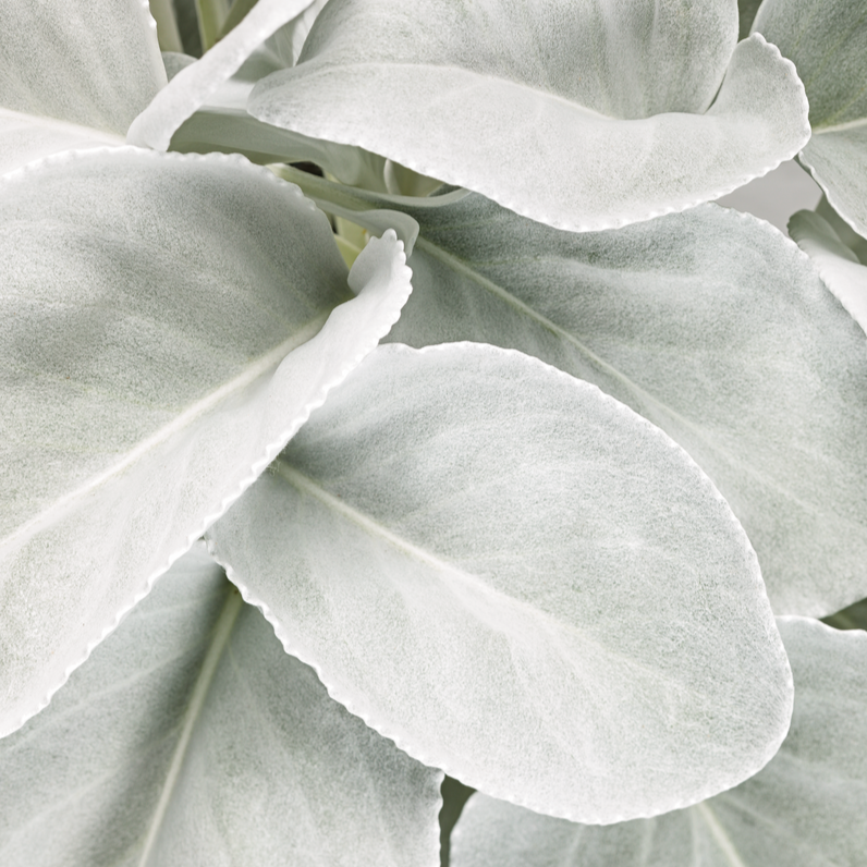 Sea Cabbage | Angel Wings | Proven Winners® Annuals – Proven