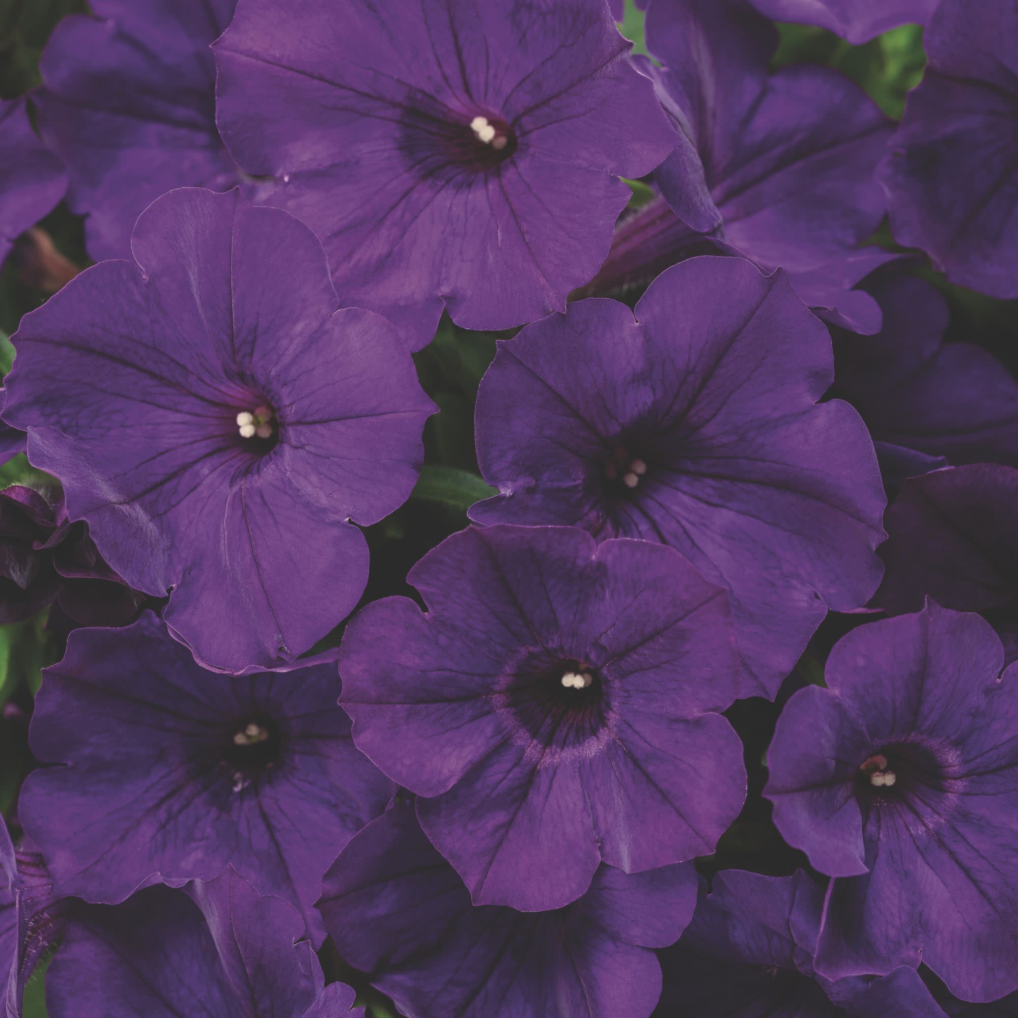 Petunia | Supertunia® Royal Velvet® | Proven Winners® Annuals