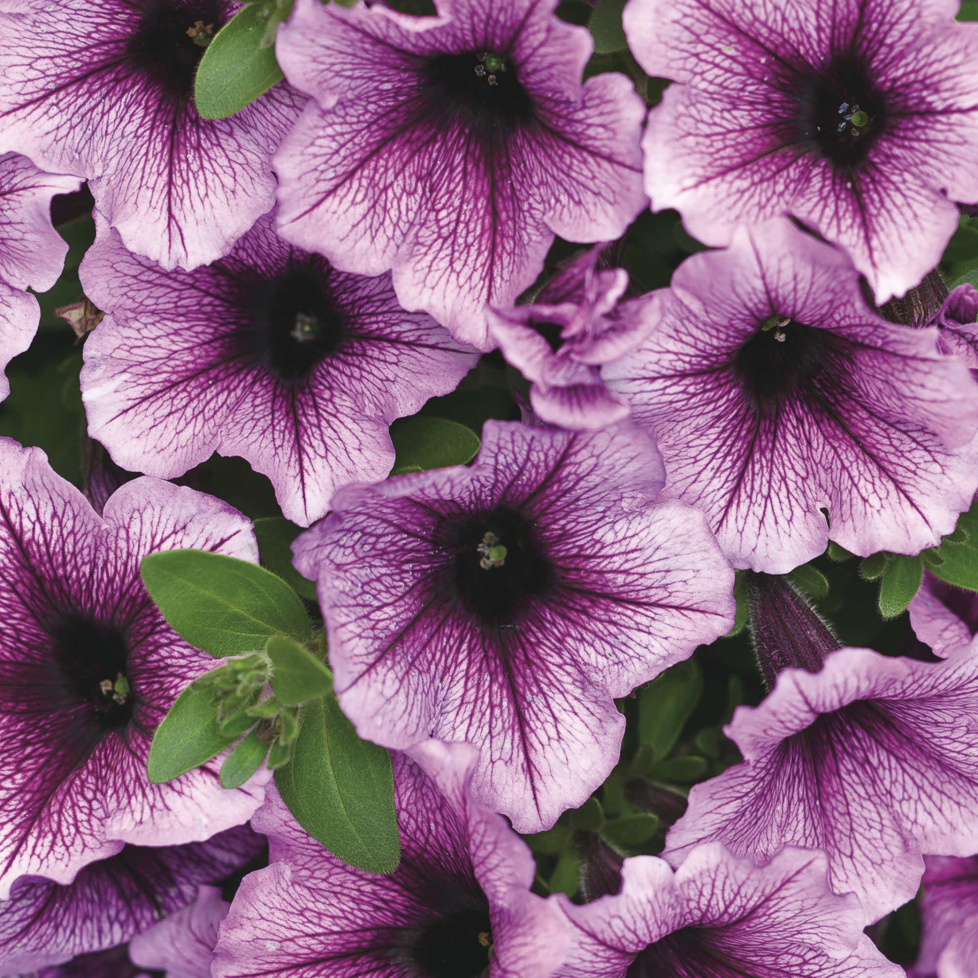Petunia | Supertunia® Bordeaux™ | Proven Winners® Annuals – Proven