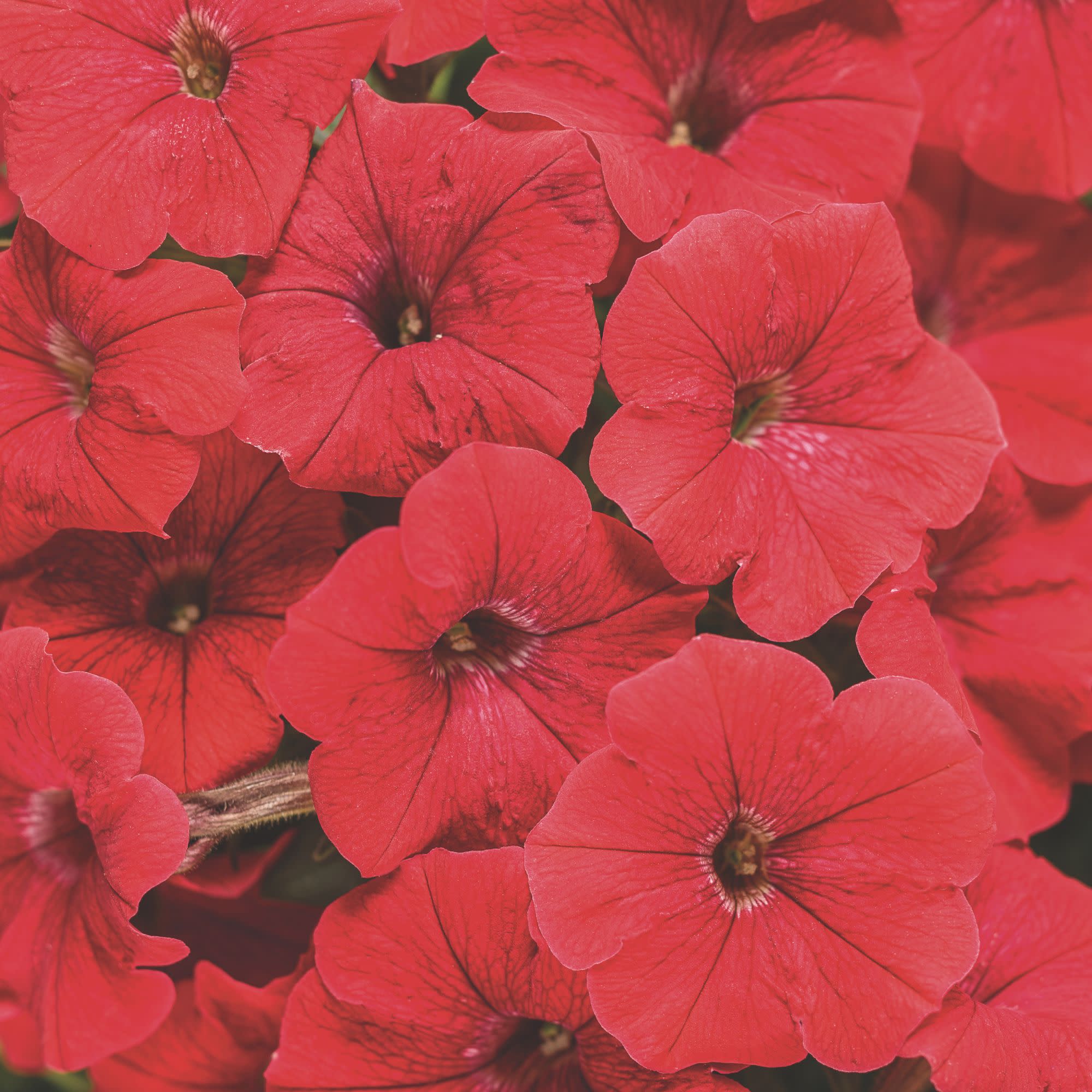Petunia | Supertunia® Really Red | Proven Winners® Annuals