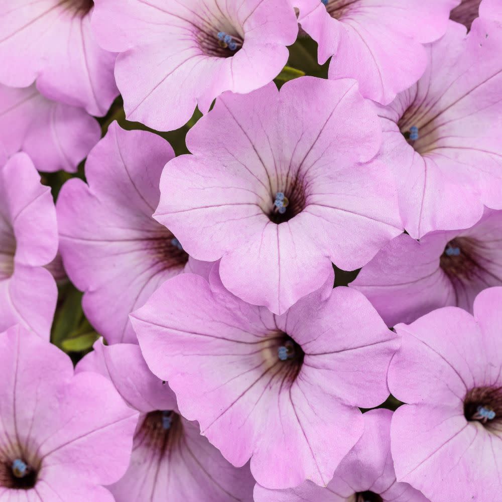 SUPPRW407-CloseUp-1.jpg?v=