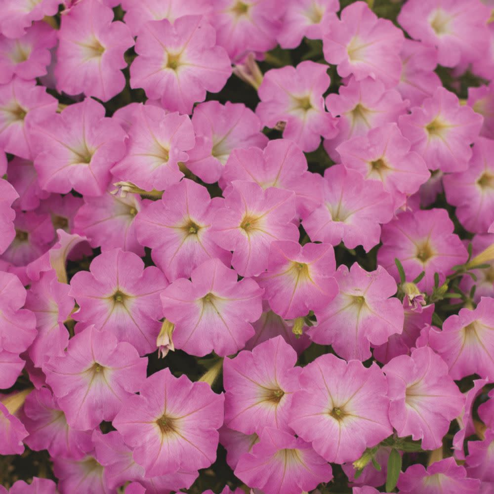 Supertunia | Supertunia Mini Vista® Pink Cloud™ | Proven Winners