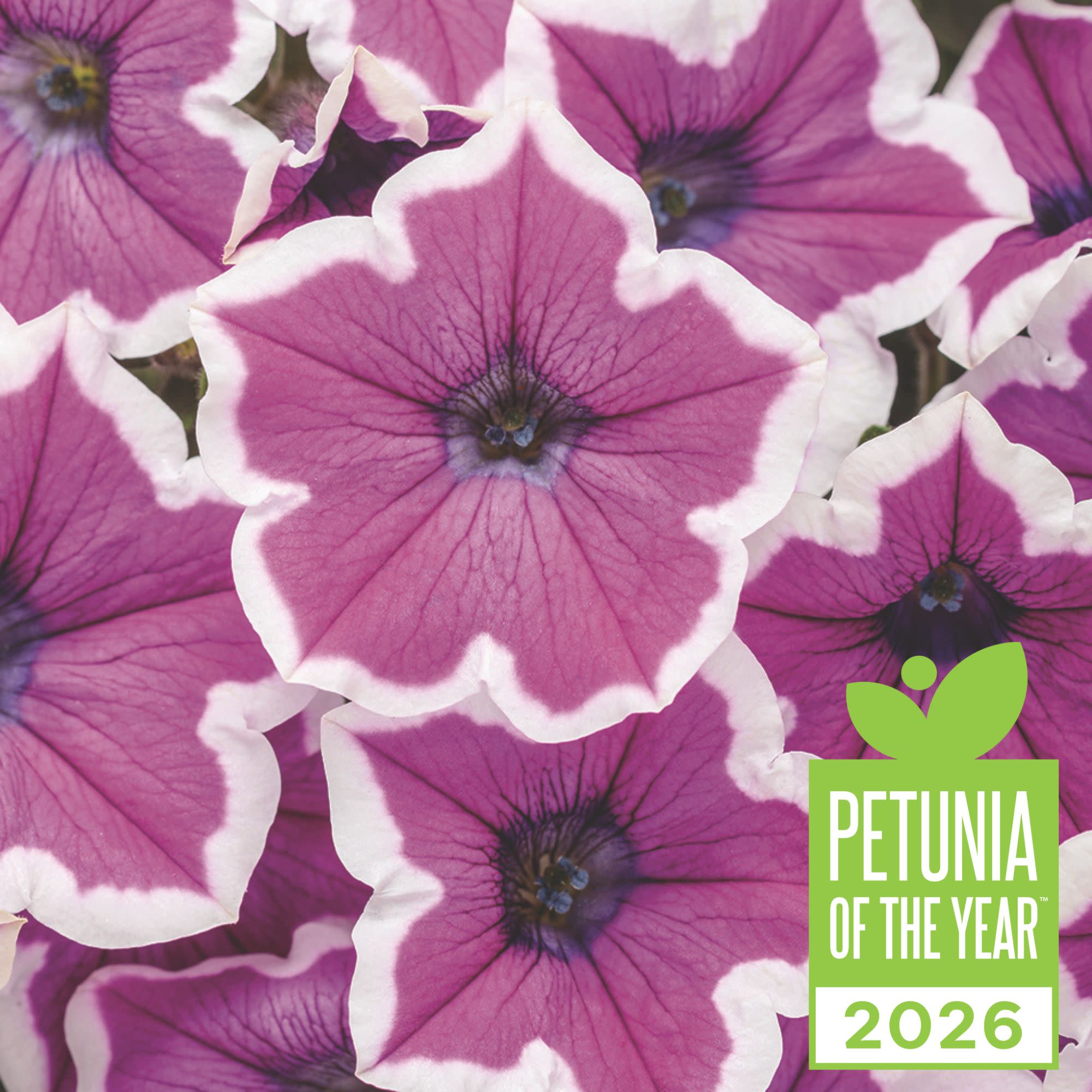 Petunia | Supertunia® Hoopla® Vivid Orchid™ | Proven Winners