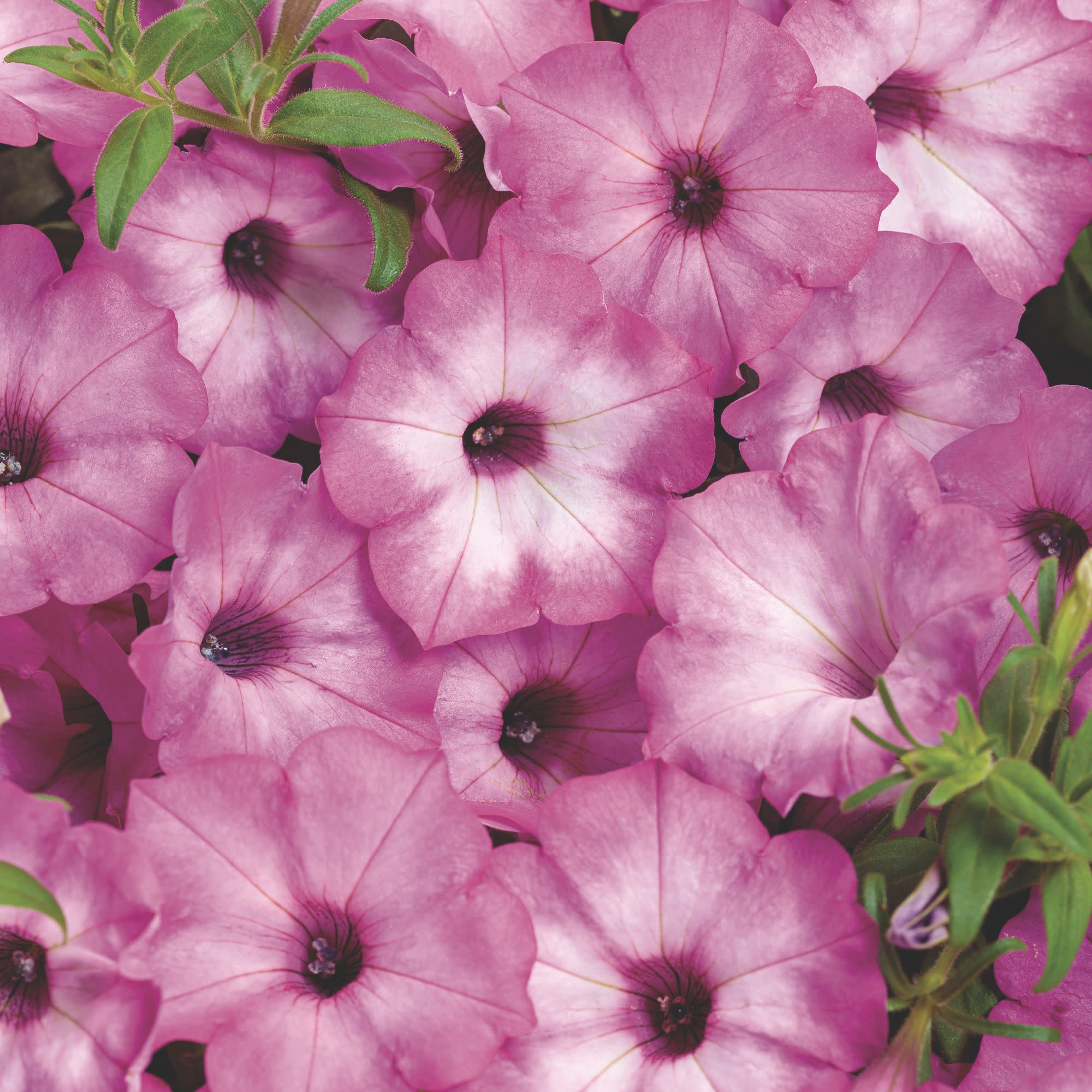 Petunia | Supertunia® Pink Tiara™ | Proven Winners® Annuals