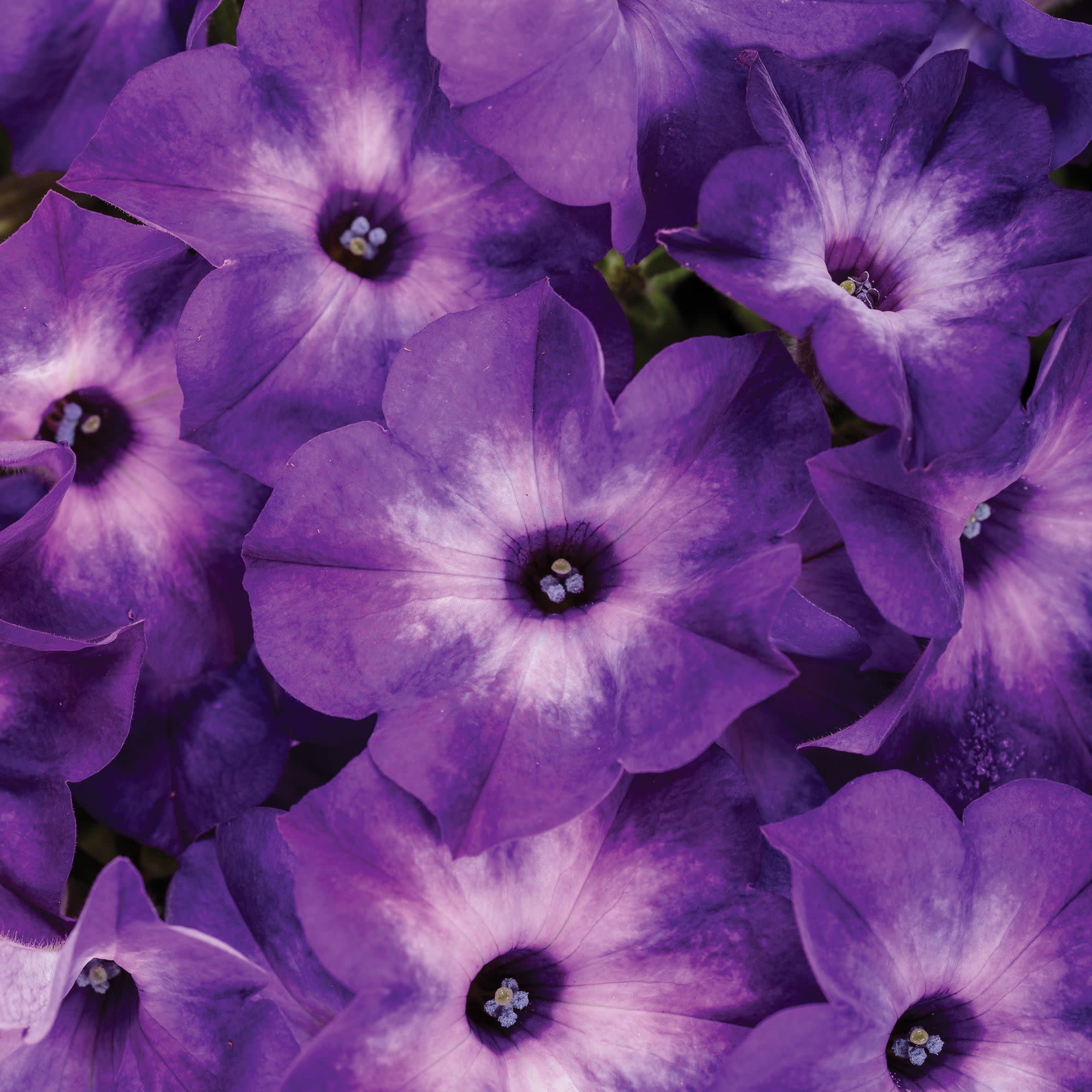 RURUNINA(プロフ必読)１００個 Petunia | Supertunia® Blue Tiara™ | Proven Winners® Annuals