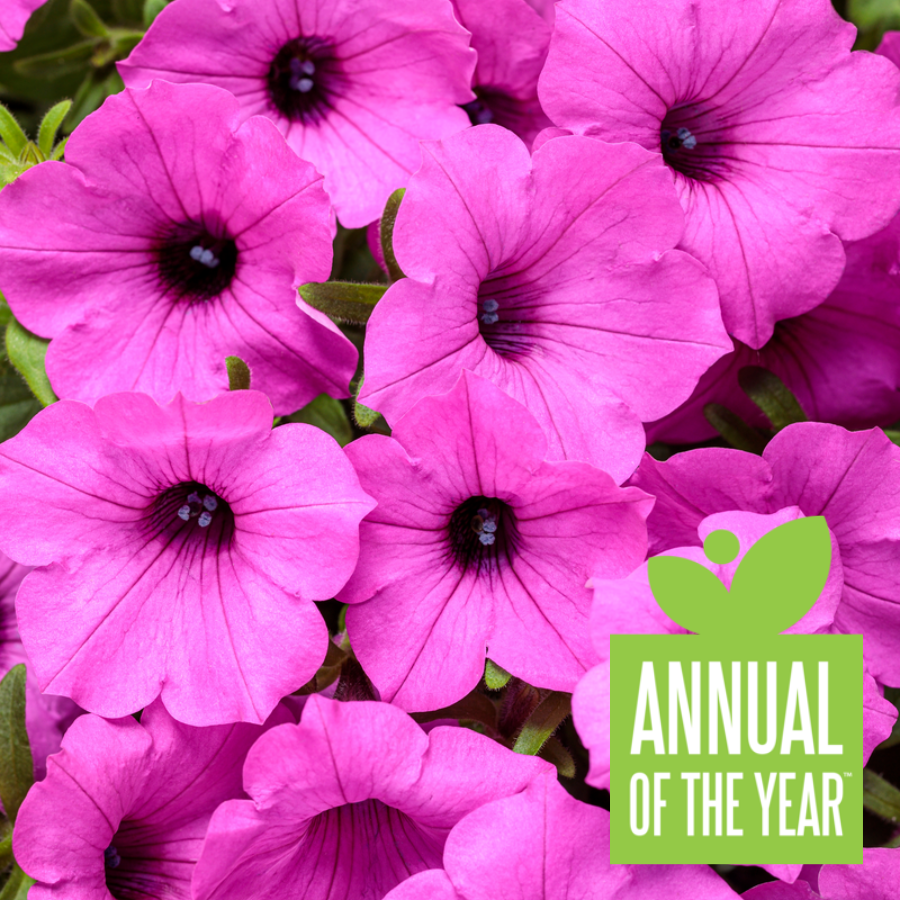 Proven Winners® Annual PlantsSupertunia Vista® Jazzberry (Petunia) –  Proven Winners Direct