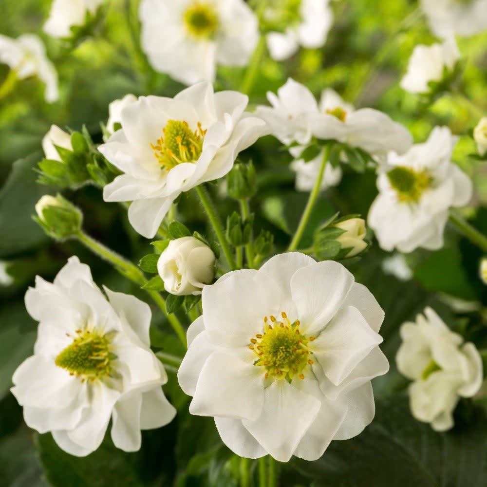 Strawberry | Berried Treasure® White | Proven Winners® Plants