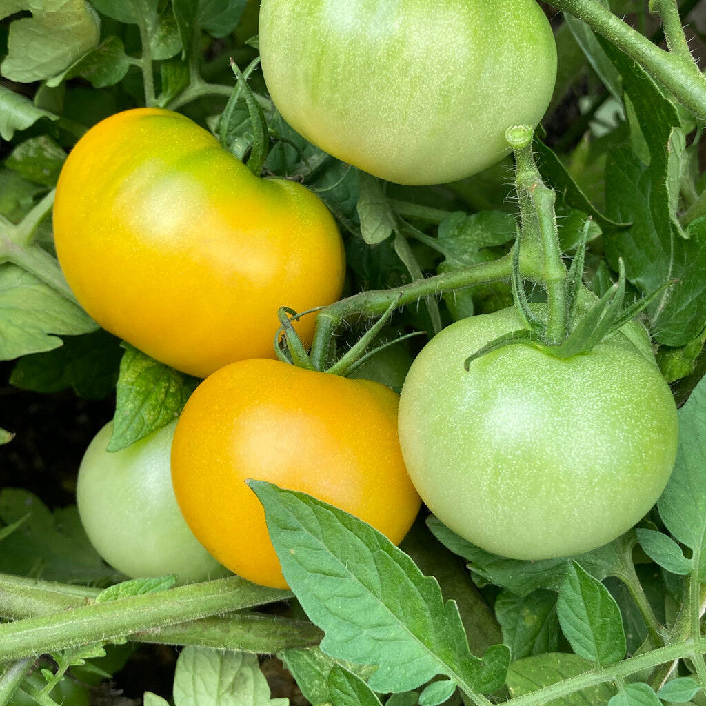 Cocktail Tomato | Proven Selections® Tempting Tomatoes® Bellini