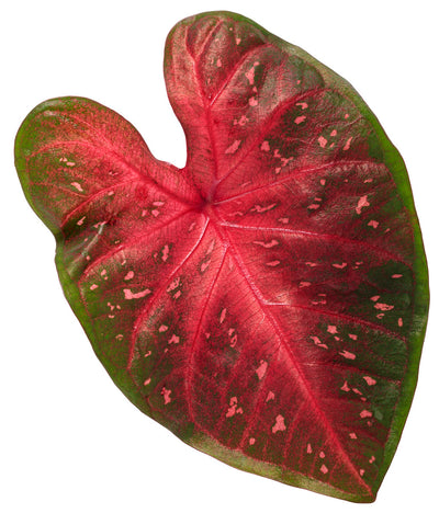 Heart to Heart® Christmas Caladium™ 'Fast Flash'