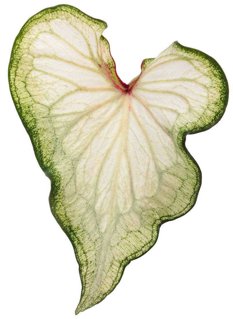 Heart to Heart® Christmas Caladium™ &