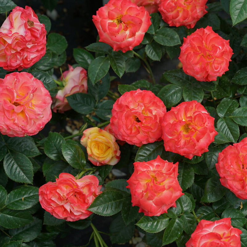 Oso Easy En Fuego™ Rose (Rosa) - New Proven Winners® Variety 2025