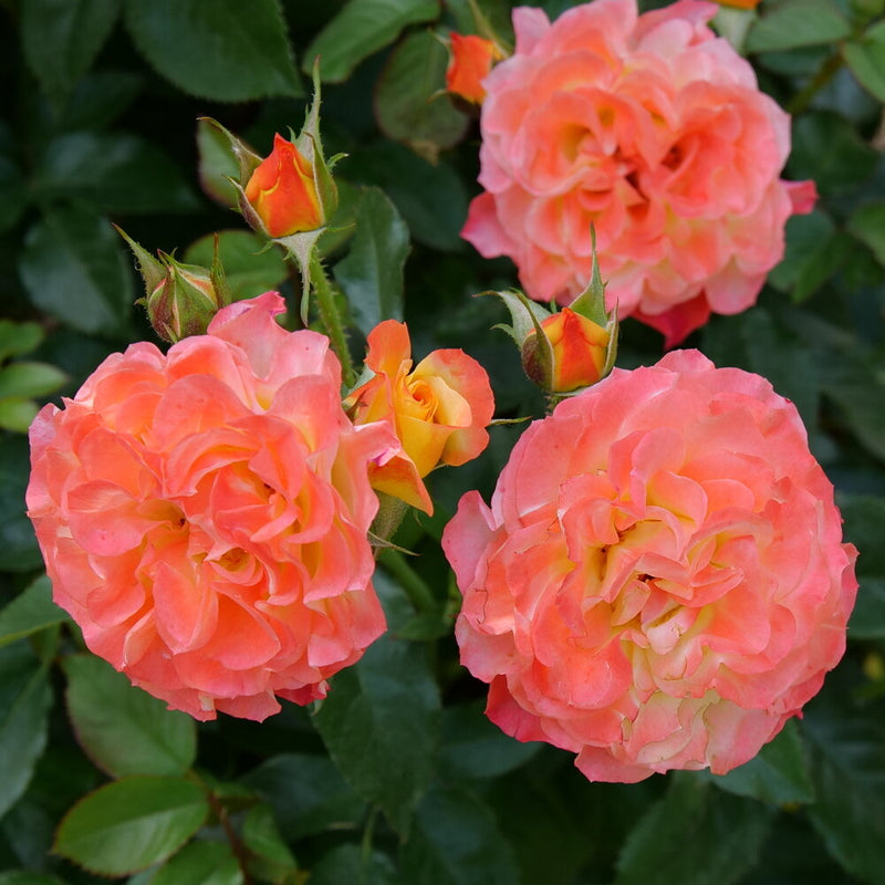 Oso Easy En Fuego™ Rose (Rosa) - New Proven Winners® Variety 2025