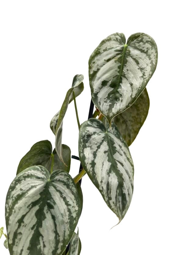 Prismacolor™ Philodendron Hybrid Brandtianum - New Proven Winners® Variety 2024