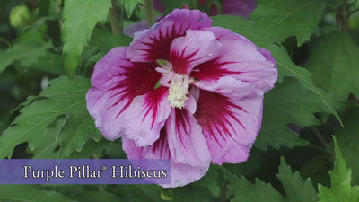 Purple Pillar® Rose of Sharon (Hibiscus)