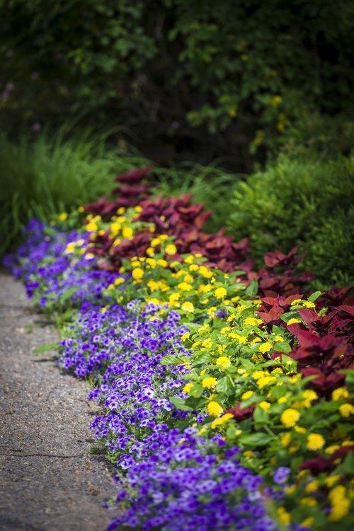 Proven Winners® Annual Plants|Solenostemon - ColorBlaze Rediculous Coleus 5