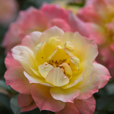 Proven Winners® Shrub Plants|Rosa - Oso Easy Italian Ice Landscape Rose 1