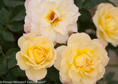 Proven Winners® Shrub Plants|Rosa - Oso Easy Italian Ice Landscape Rose 3