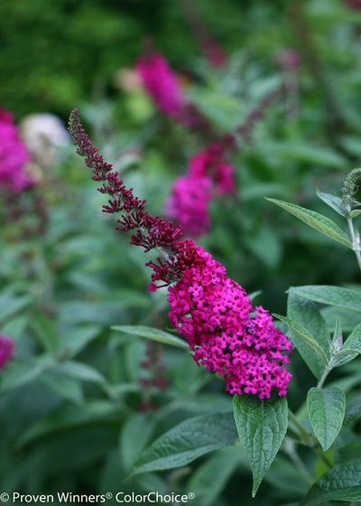 Proven Winners® Shrub Plants|Buddleia - Miss Molly' Butterfly Bush 4